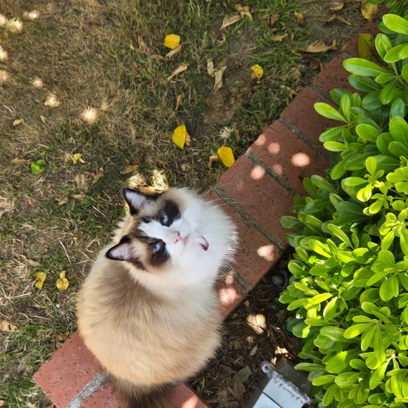 kittahe29